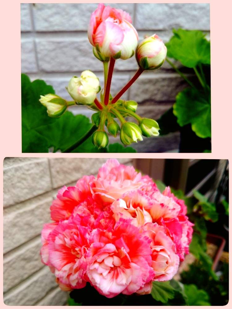 ゼラニウムの投稿画像 By るっちさん 八重咲きゼラニウム アップルブロッサムとるっち ゼラニウム 19月9月10日 Greensnap グリーンスナップ