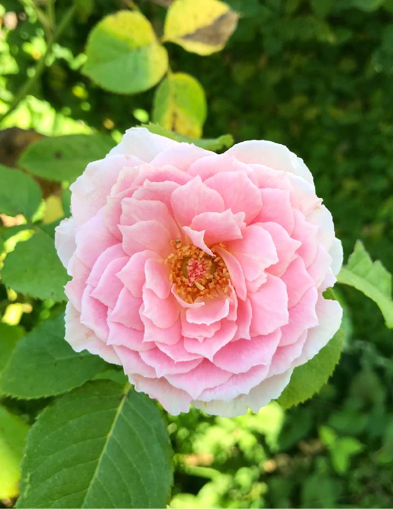 小さな庭の画像 by ponさん | 小さな庭と薔薇 ビアン ヴニュとナチュラルガーデンと花のある暮らしと夏花と癒され花