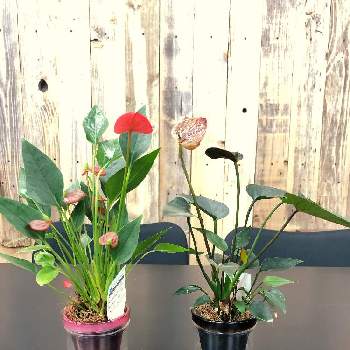 テーブルアンスリウムの画像 by modokinさん | デスクとアンスリュームとテーブルアンスリウムと植物と暮らすとミニミニと花のある暮らしと卓上とインテリアグリーン