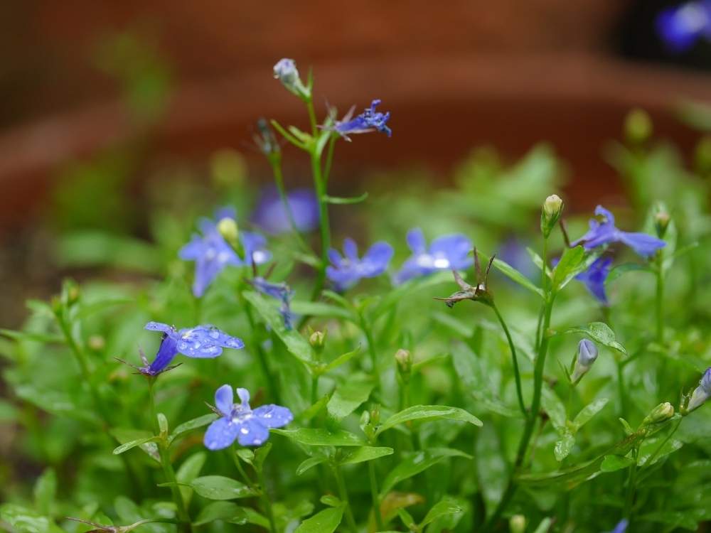 ロベリアの投稿画像 By はなさん 可愛い花と青い花とガーデニングと花のある暮らしと小さな花 19月9月10日 Greensnap グリーンスナップ