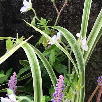 斑入りヤブラン ゲンノショウコの投稿画像一覧 Greensnap グリーンスナップ