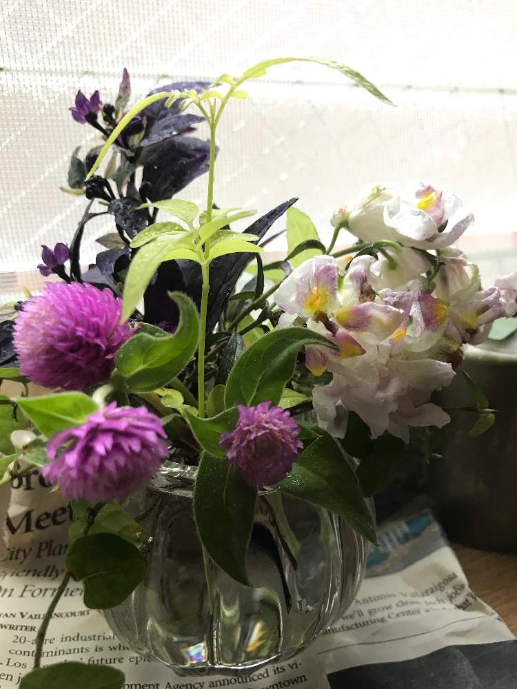 観賞用トウガラシパープルフラッシュ の投稿画像 By Tomozoさん ドライフラワーと小さい花瓶といやし と小さい花と花のある暮らしとミニブーケ 19月9月10日 Greensnap グリーンスナップ
