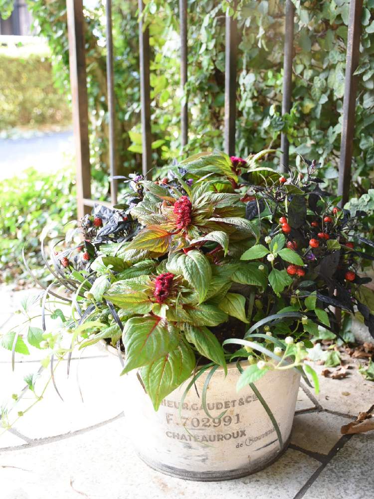 寄せ植えの投稿画像 By Kusakiさん 園芸店と東京と今日のお花と多肉じゃない寄せ植えとグリーンギャラリーガーデンズと八王子と花のある暮らし 19月9月10日 Greensnap グリーンスナップ