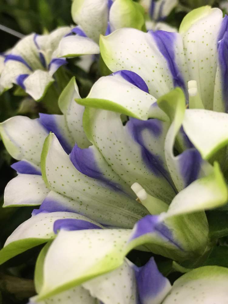 リンドウの投稿画像 By みどり さん ココミハクジュと2色 と正義 誠実 勝利とリンドウ科 リンドウ属と可愛いと花 のある暮らしとササリンドウと2色 と正義 誠実 勝利とリンドウ科 リンドウ属と可愛いと花のある暮らしとササリンドウ 19月9月10日