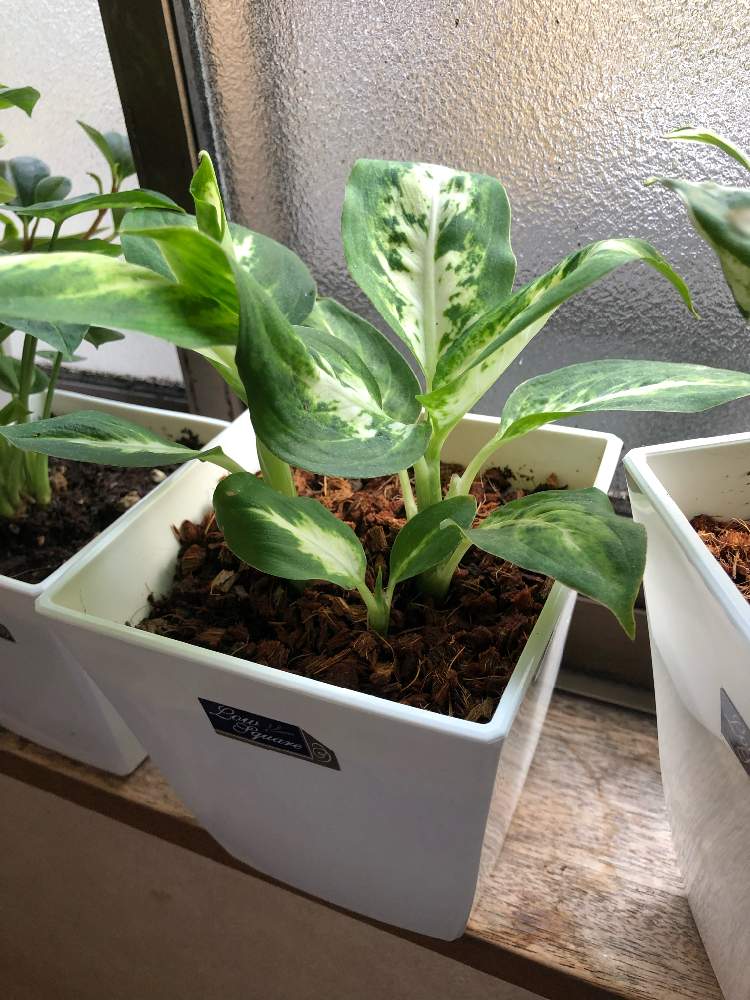 ディフェンバキアの投稿画像 By ありす姫さん 花のある暮らしとディフェンバキア 19月9月11日 Greensnap グリーンスナップ