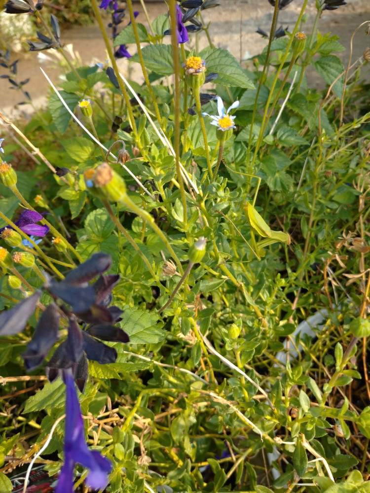 小さな庭の画像 by うさぎさん | 小さな庭とカマキリさん♪と癒し系とブルーデージー♪とサルビア♪と花のある暮らし
