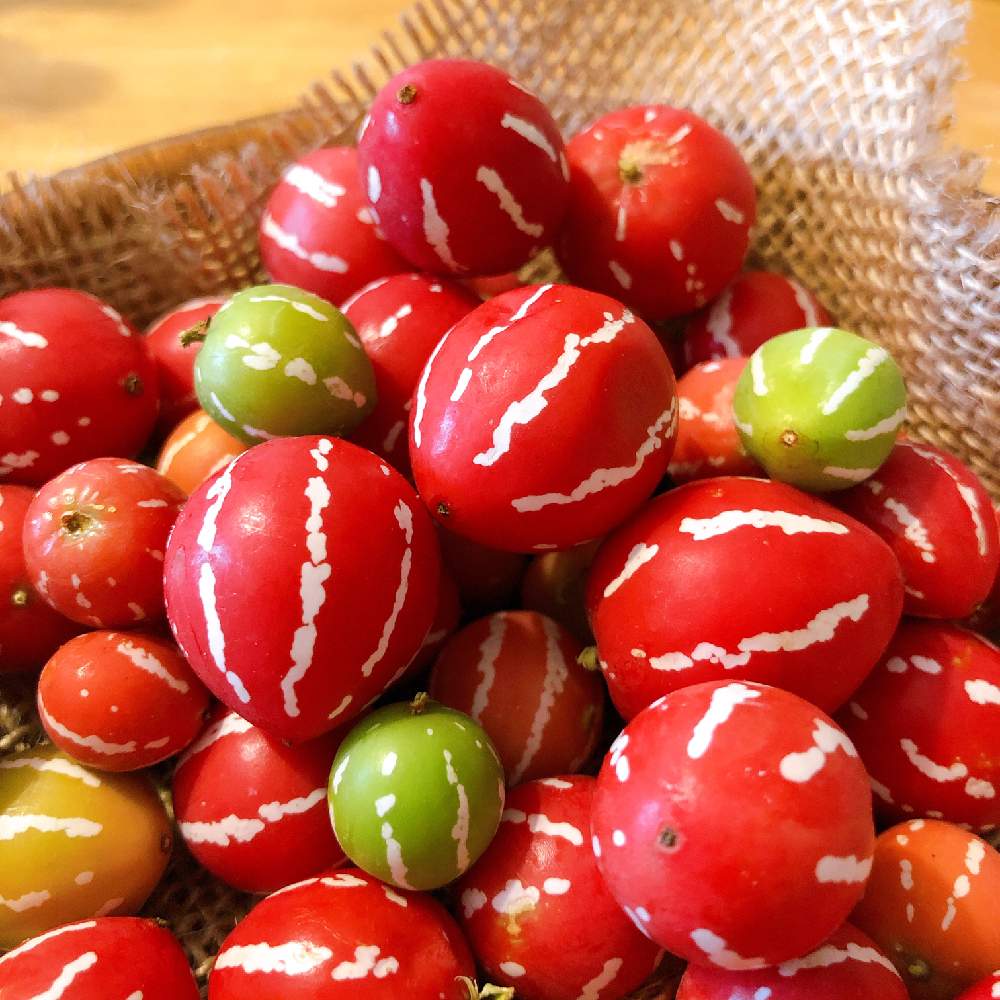 沖縄スズメウリの種とり Greensnap グリーンスナップ