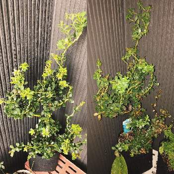 雲竜つげの投稿画像一覧 Greensnap グリーンスナップ