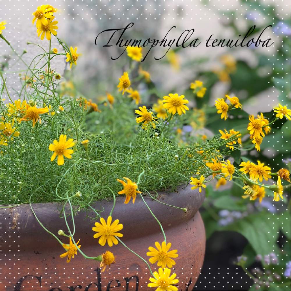 ダールベルグデージーの投稿画像 By Rikkoさん 黄色い花とこぼれ種とガーデニングと花のある暮らしとかわいいな とディソイディア ダールベルグデージー 19月9月11日 Greensnap グリーンスナップ