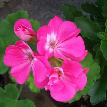 挿し芽のゼラニウムの投稿画像一覧 Greensnap グリーンスナップ