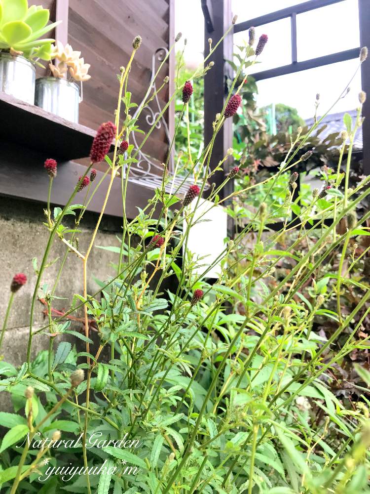 ワレモコウの投稿画像 By Yuiyuuka Mさん 蛍斑ワレモコウと秋が来た と植物のある暮らしとお気に入り とドライフラワー にする と小さな花壇とナチュラルガーデンと植中毒とナチュラルスタイルと花のある暮らしと咲いた 19月9月11日 Greensnap グリーン