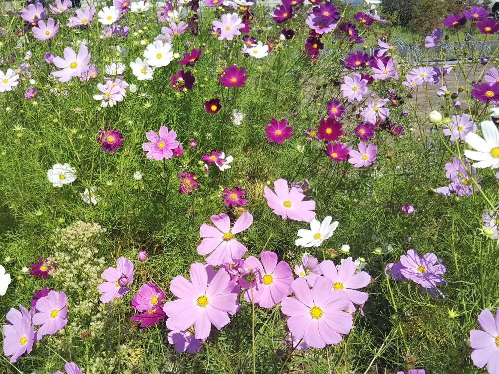 コスモスの投稿画像 By あしにあいさん 可愛いい花達と美しい景色と美しい花達と秋を彩るコスモスフォトコン 19月9月12日 Greensnap グリーンスナップ