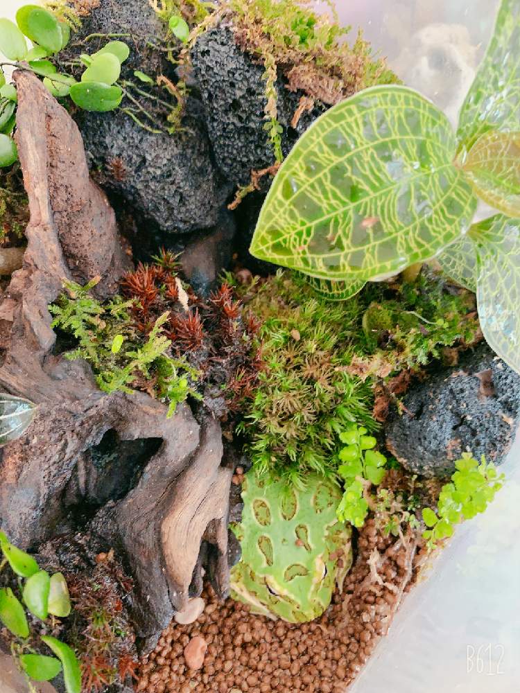 ジュエル オーキッドの投稿画像 By Nyonさん 癒しの植物と和のテイストと癒しの空間と癒しの場所と苔テラリウムと初テラリウムと趣のある 19月9月12日 Greensnap グリーンスナップ