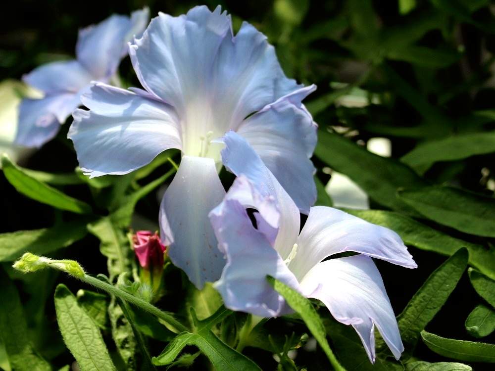 朝顔の投稿画像 By Kisaragiさん アサガオと変化朝顔と佐倉くらしの植物苑と国立歴史民俗博物館と朝顔 と日本の伝統とアサガオ と伝統の朝顔 と青い花と江戸園芸と江戸の園芸と水色の花とおもしろいと面白いとグラデーションと変化アサガオ 19月9月12日