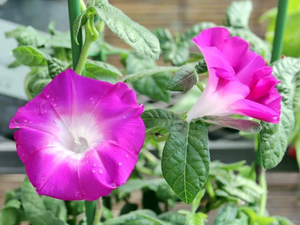 朝顔の投稿画像 By Kisaragiさん アサガオと変化朝顔と佐倉くらしの植物苑と国立歴史民俗博物館と朝顔 と日本の伝統とアサガオ と伝統の朝顔 19月9月12日 Greensnap グリーンスナップ