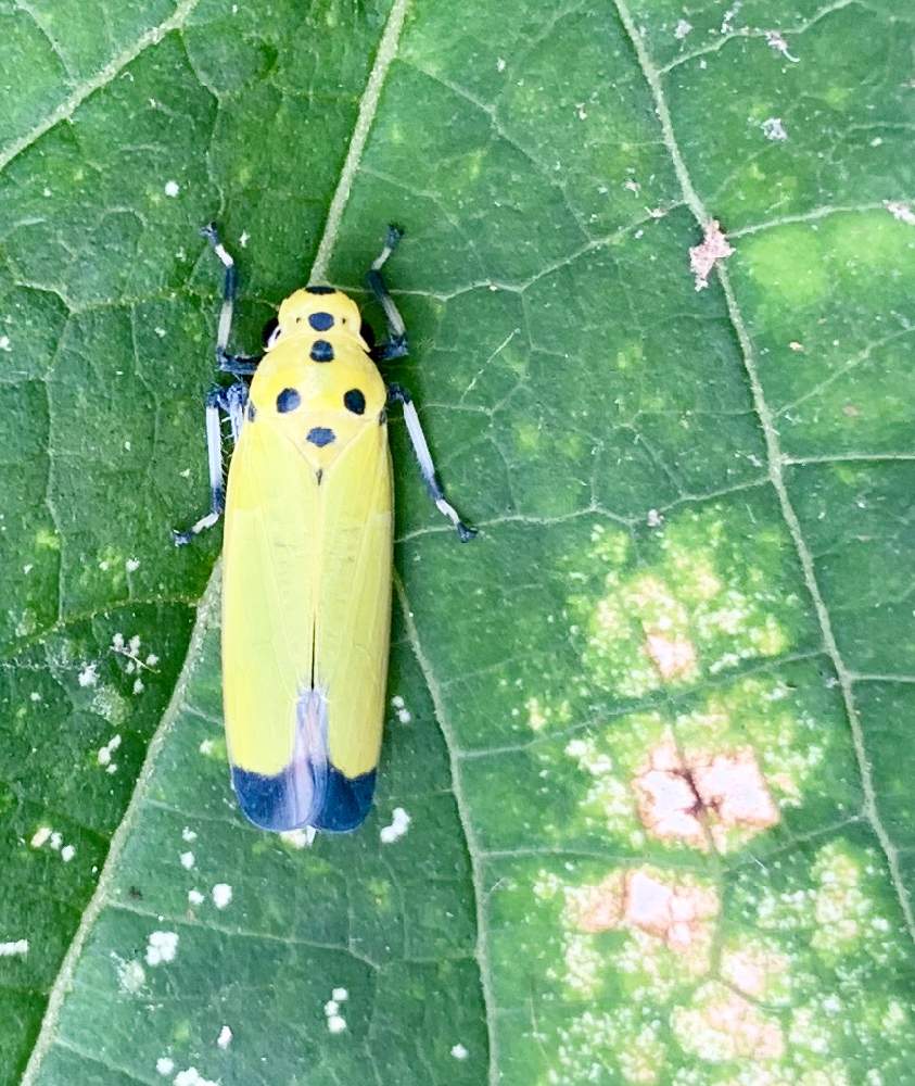 クサギの投稿画像 By ねこたんぽさん ツマグロオオヨコバイ バナナムシ とお出かけ先と自然と植物と虫と虫シリーズと自然と植物と虫と虫シリーズ 19月9月12日 Greensnap グリーンスナップ Greensnap グリーンスナップ