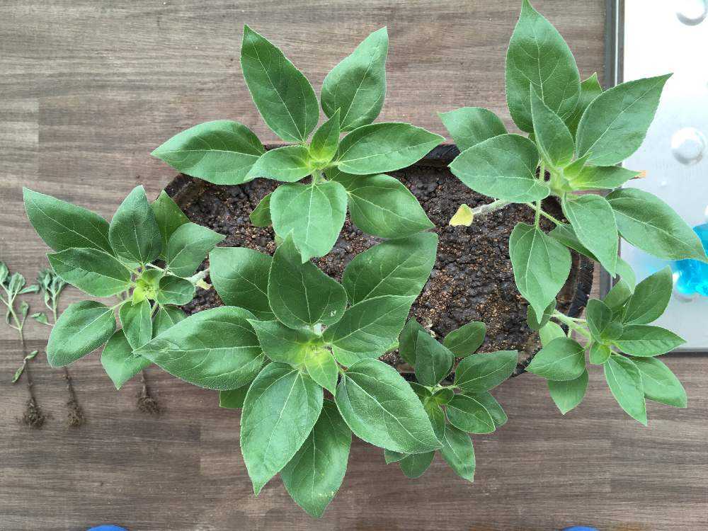 サンリッチひまわり栽培記録2 Greensnap グリーンスナップ サンリッチひまわり栽培記録2 Greensnap グリーンスナップ