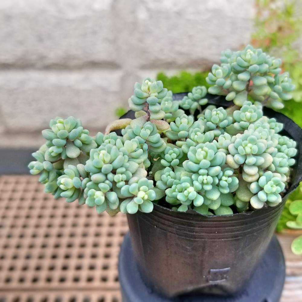 雑草系セダムの増やし方 Greensnap グリーンスナップ