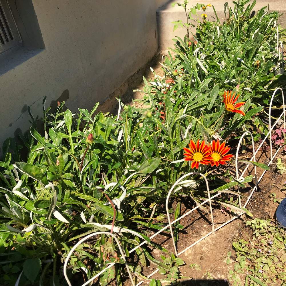 ガザニアの投稿画像 By とももさん 開花と花壇と ガザニアと花のある暮らしとガザニア 2019月9月12日 Greensnap グリーンスナップ