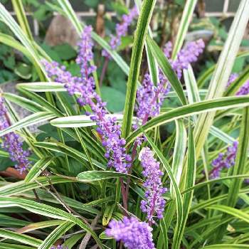 季節の花 夏 秋の投稿画像一覧 Greensnap グリーンスナップ