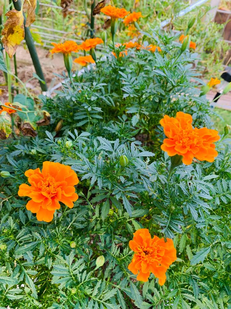 マリーゴールドの投稿画像 By Chi Menmaさん 鉢植えと花のある暮らしとオレンジ色と虫除けに 19月9月12日 Greensnap グリーンスナップ