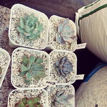 野原園芸の投稿画像一覧 Greensnap グリーンスナップ