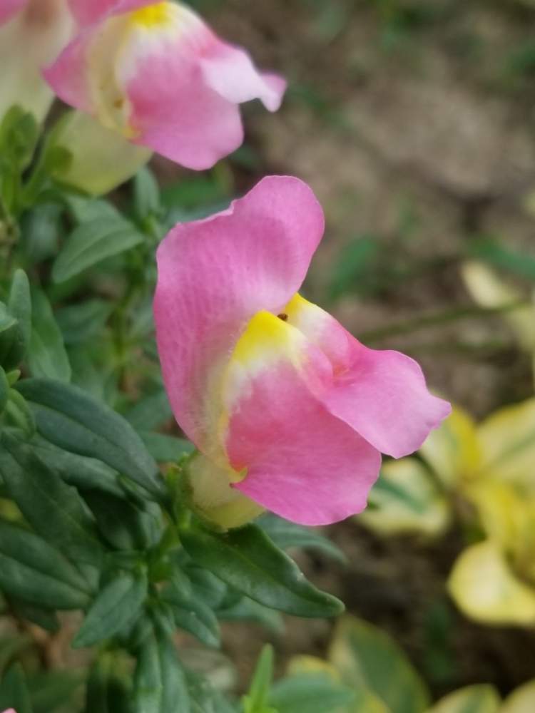 金魚草の投稿画像 By ゆりさん 花畑の宿根草とピンクの花と黄色の花と花のある暮らしと白い花とかわいい花 19月9月13日 Greensnap グリーンスナップ