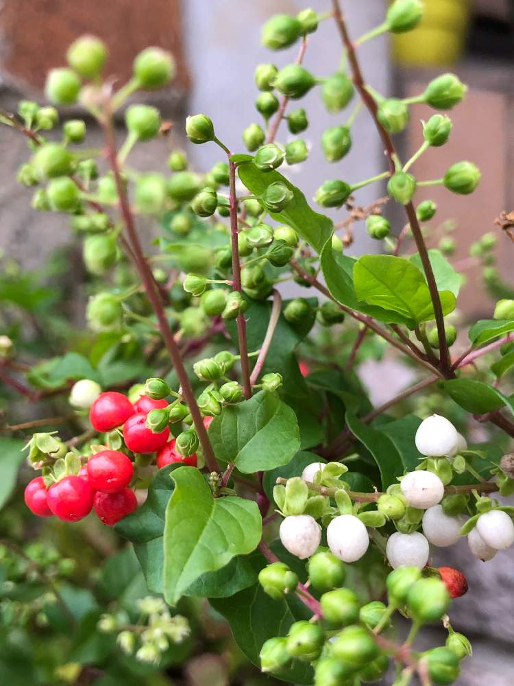 成長記録の投稿画像 By ゆりうすさん 花のある暮らしと植中毒とgs映えとジュズサンゴとジュズローズとジュズバニラ ジュズサンゴ と小さな庭 と成長記録と花のある暮らしと植中毒とgs映え 19月9月13日 Greensnap グリーンスナップ Greensnap グリーン