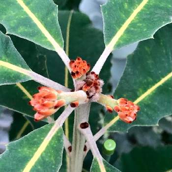 バンクシアロブルの投稿画像一覧 Greensnap グリーンスナップ