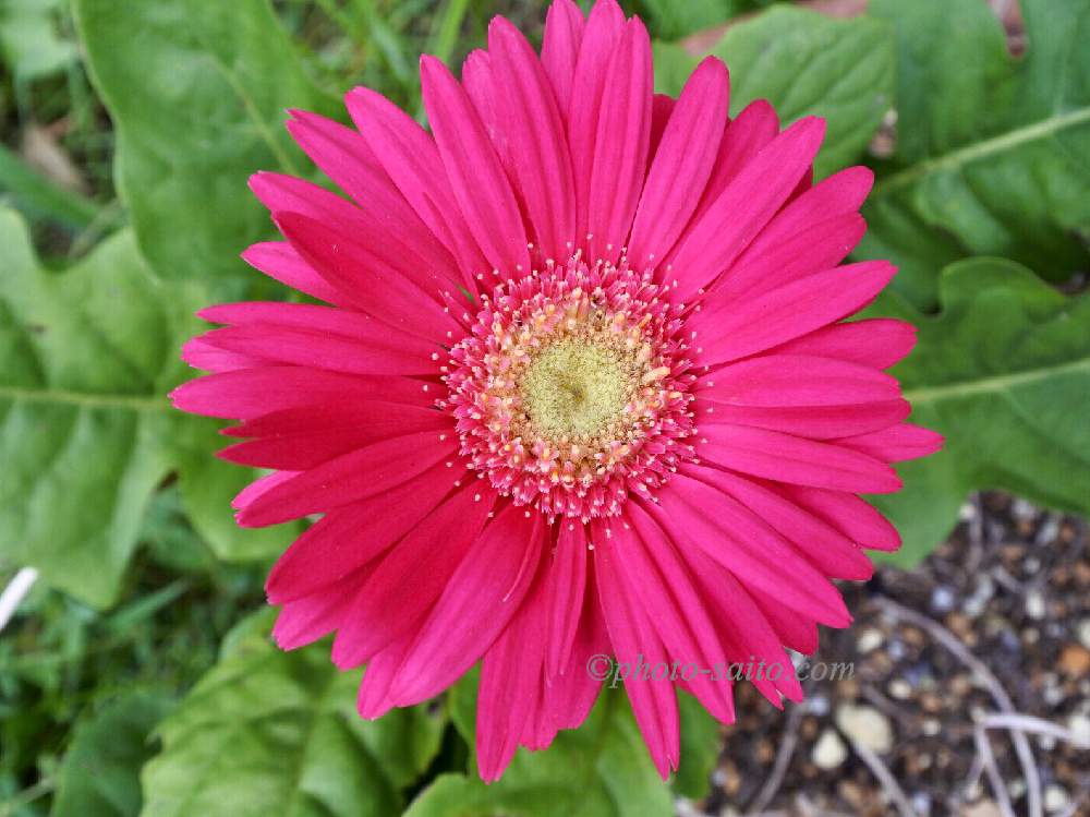 ガーベラの投稿画像 By わんこ服やさん 小さな庭と花のある暮らしと ガーベラとピンクのガーベラと濃いピンクの花と花のある暮らしと ガーベラとピンクのガーベラと濃いピンクの花 19月9月13日 Greensnap グリーンスナップ Greensnap グリーンスナップ