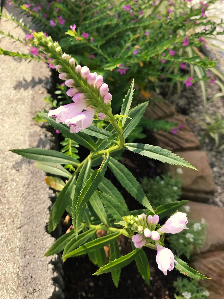 カクノトラノオの投稿画像 By まるさん 咲きだした とピンク ピンクと頑張って と花のある暮らしとかわいい 19月9月13日 Greensnap グリーンスナップ