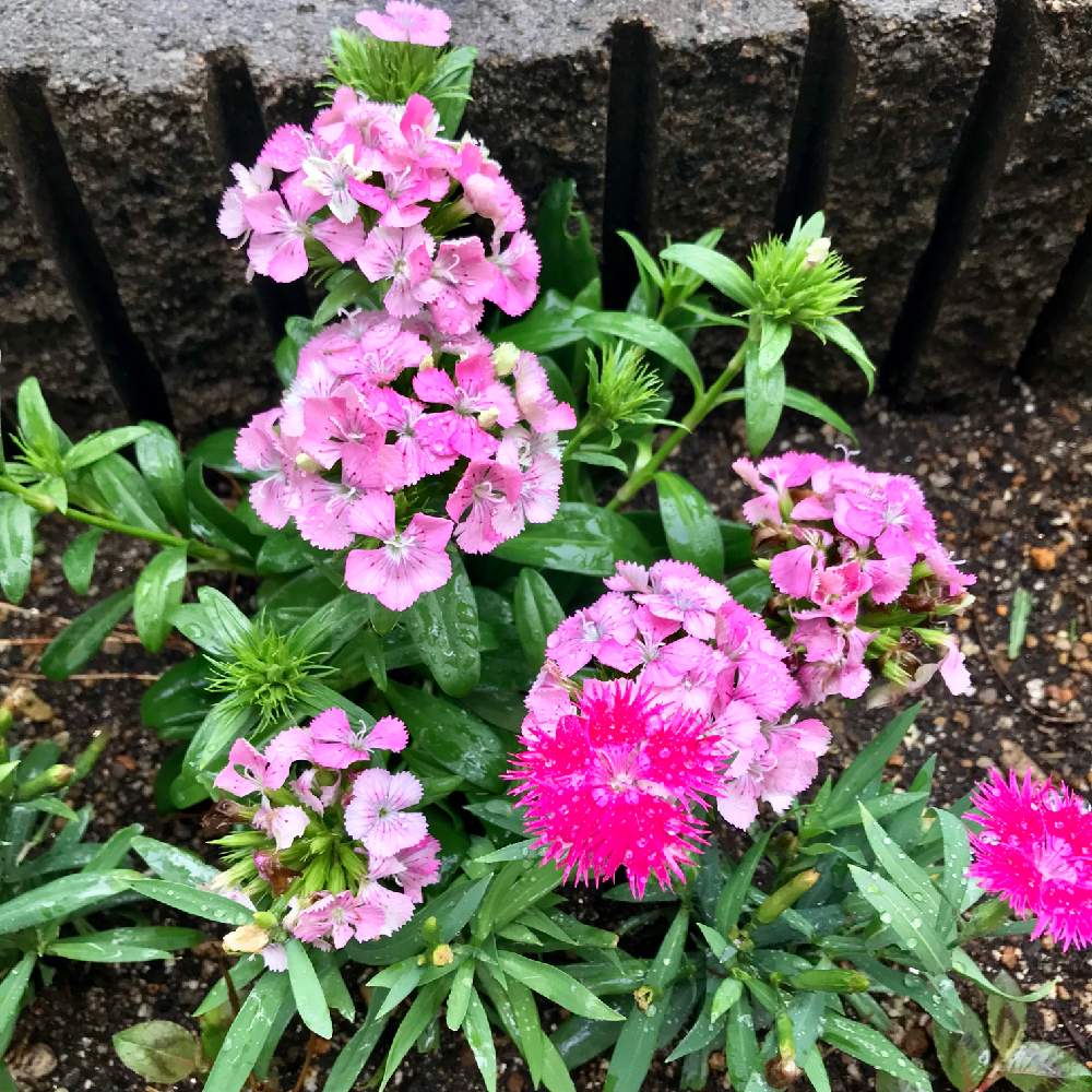 小さな庭の投稿画像 By さとこさん なでしこ花風船となでしこの花と小さな庭づくりとガーデニングと花のある暮らしとなでしこ花風船となでしこの花と小さな庭づくりとガーデニングと花のある暮らし 19月9月13日 Greensnap グリーンスナップ Greensnap