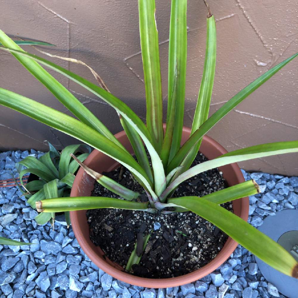 花パインの生長記録 Greensnap グリーンスナップ 花パインの生長記録 Greensnap グリーンスナップ