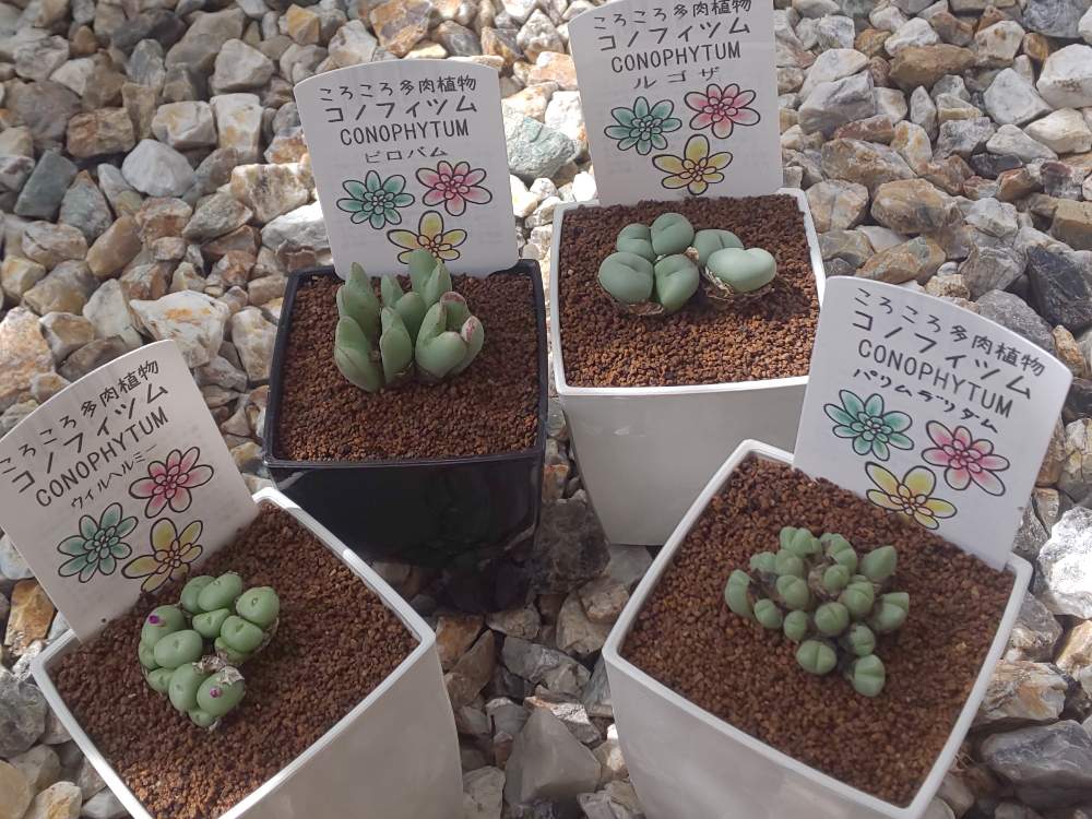 コノフィツム ウィルヘルミーの投稿画像 By ハクさん コノフィツム ルゴサとコノフィツム ビロバムとバリムデリダムと初心者ですとメセン科とおしり多肉と多肉超初心者とコノフィツム属とホームセンターと冬生育型と石川県と多肉初心者 19月9月13日 Greensnap
