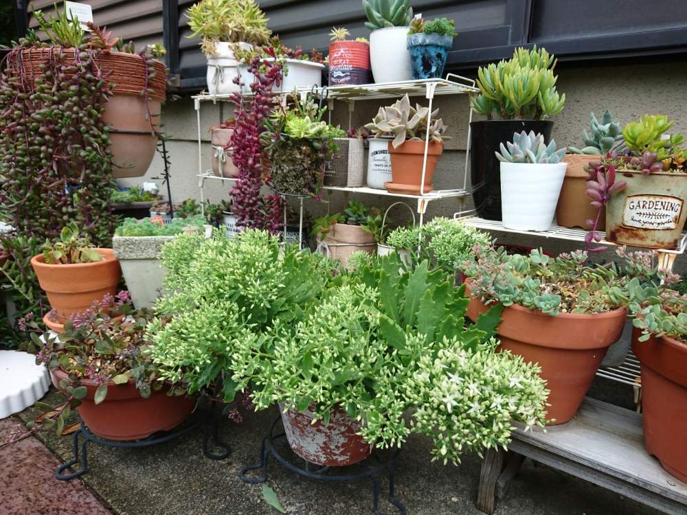 セダムサンダークラウドの投稿画像 By Kawokawoさん ミセバヤとミセバヤサンダークラウドとセダム属とセダム好きと冬は枯れる 19月9月13日 Greensnap グリーンスナップ