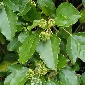 カクレミノ 隠れ蓑 の投稿画像一覧 Greensnap グリーンスナップ