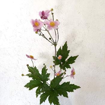 花と器の画像 by naomiendoさん | 部屋と生け花と花のある暮らしと花と器