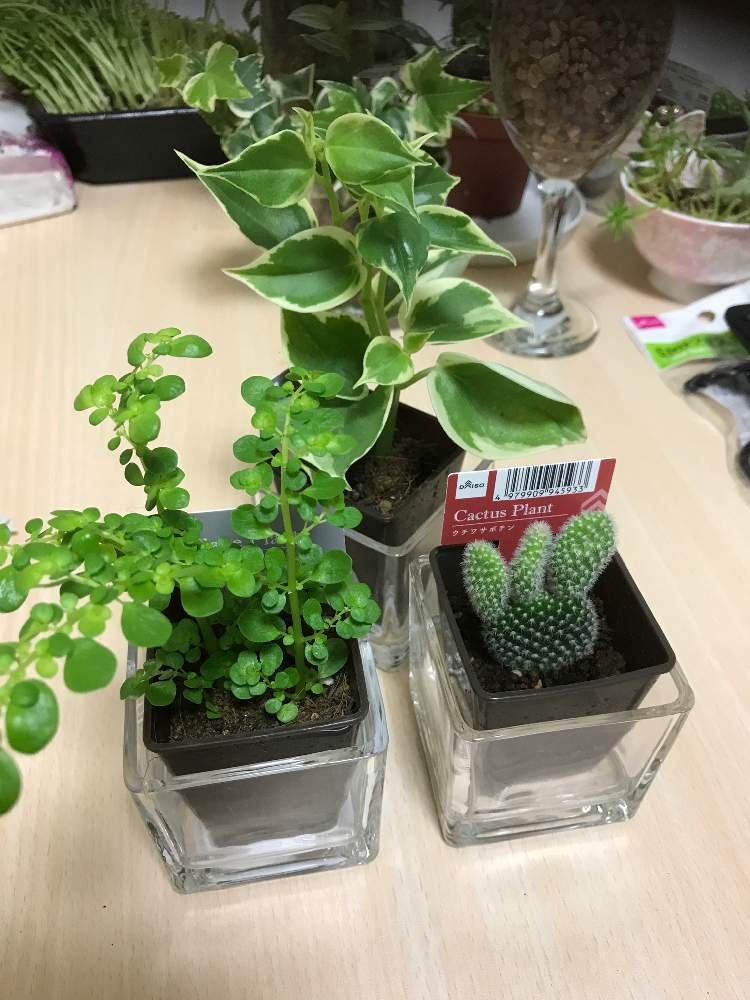 ペペロミアの投稿画像 By ともちん さん ピレアとウチワサボテンと多肉植物と観葉植物と秋田と多肉女子とペペロミア属と100均観葉植物と花のある暮らしと100円ショップとgreen Up 19月9月13日 Greensnap グリーンスナップ