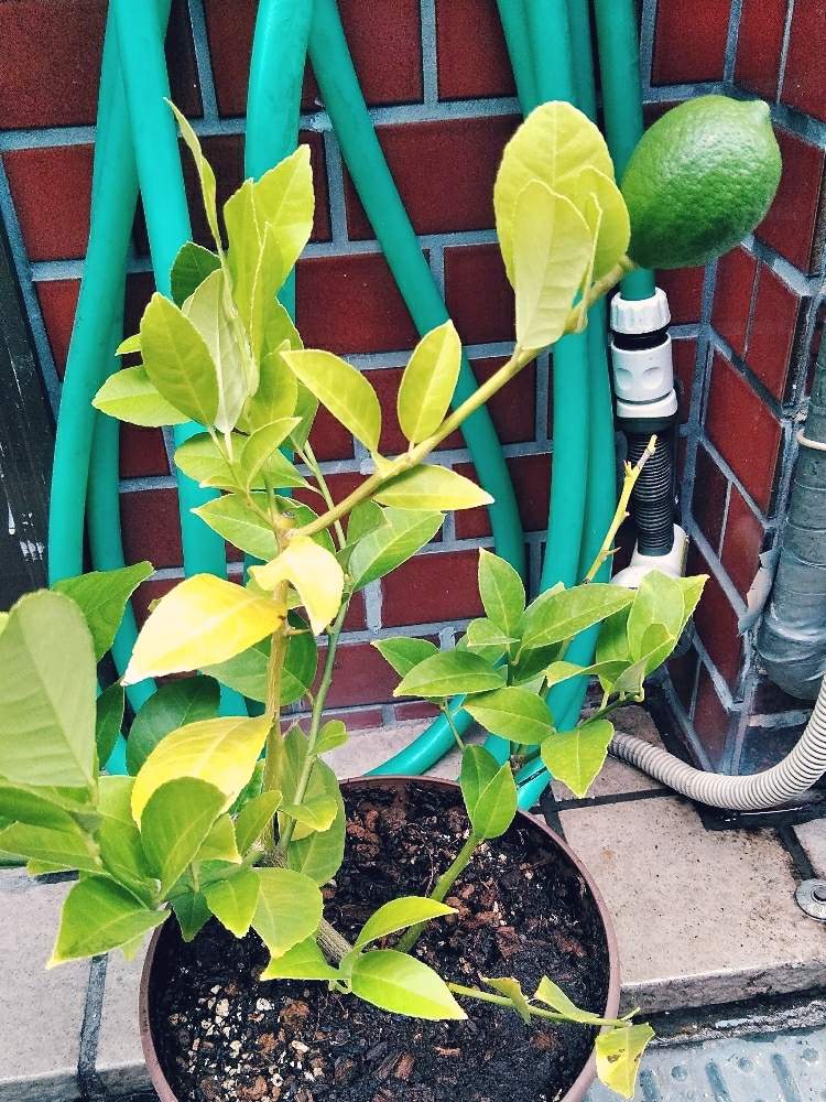 すべての美しい花の画像 綺麗な観葉 植物 ホームセンター