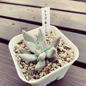 野原園芸の投稿画像一覧 Greensnap グリーンスナップ