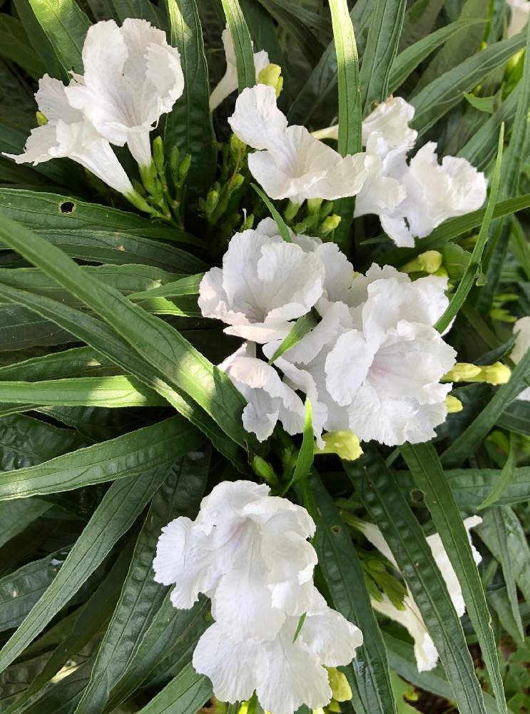 ルエリアの投稿画像 By じろうさん 夏のはなとルエリア と花のある暮らしと白い花と庭の宿根草 19月9月14日 Greensnap グリーンスナップ