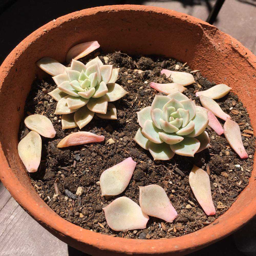 白牡丹&薄氷成長記｜🍀GreenSnap（グリーンスナップ）