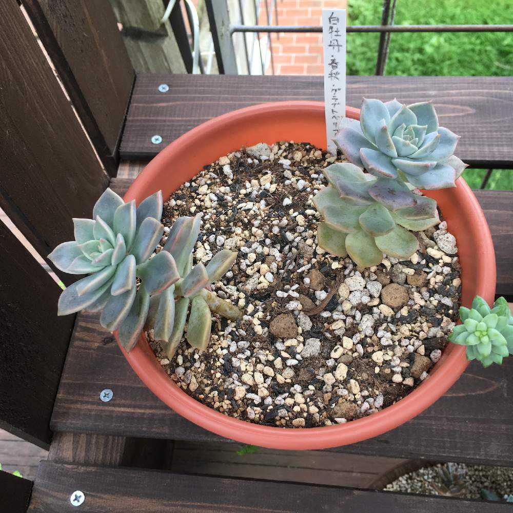 白牡丹&薄氷成長記｜🍀GreenSnap（グリーンスナップ）