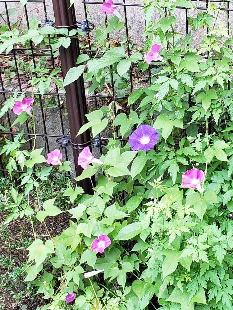 花のある暮らしの投稿画像 By えみりんさん 晩夏と保育園の花壇とピンクと紫 19月9月14日 Greensnap グリーンスナップ