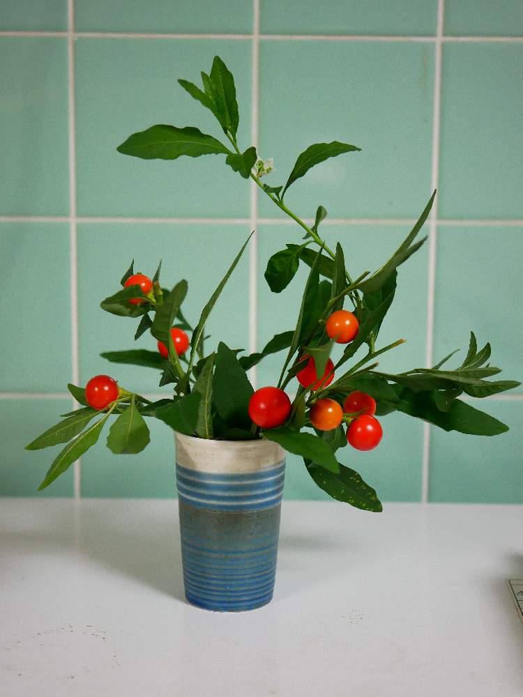 珊瑚玉の投稿画像 By ホイミさん フユサンゴ 冬珊瑚 とキッチンと玉珊瑚と冬さんごと玉珊瑚と冬さんご 19月9月14日 Greensnap グリーンスナップ Greensnap グリーンスナップ