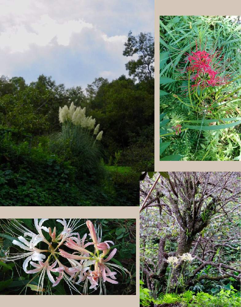 パンパスグラスの投稿画像 By 花と虫と風と空とさん ヒガンバナとヒガンバナ 白と彼岸花 赤 19月9月14日 Greensnap グリーンスナップ