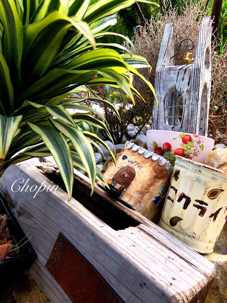 リメ缶の投稿画像 By Chopin ショパン さん ロックガーデンとイベントと園芸店とドラセナ属とリゾートロックガーデン とリメ鉢とリメ缶 リメ鉢とめんこい とiphone撮影とgsコラボとガーデンガーデンとガーデンガーデン豊橋とわいわいフェスティバル 19月9月14日