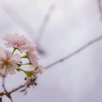 サクラ　アーコレードの画像 by meipiさん | お出かけ先とサクラ　アーコレードとさくら サクラ 桜とお写んぽと公園と緑のある暮らしと花のある暮らしとGREEN UP!