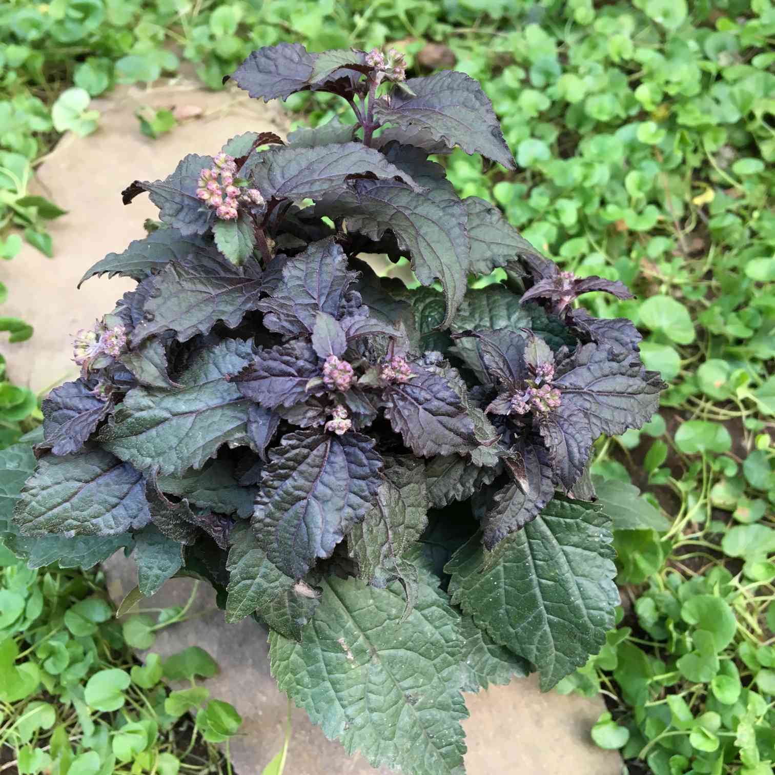 ユーパトリウム チョコレート｜🍀GreenSnap（グリーンスナップ）