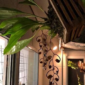 深呼吸したくなる部屋フォトコンの画像 by Petrichorさん | バルコニー/ベランダと着生植物と洋蘭と観葉植物と深呼吸したくなる部屋フォトコンと着生蘭と花のある暮らしとゴンゴラ属